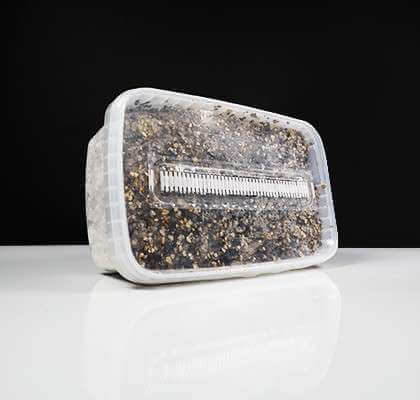 golden-teacher-psilocybe-aurumescens-growkit-400gram-opbrengst